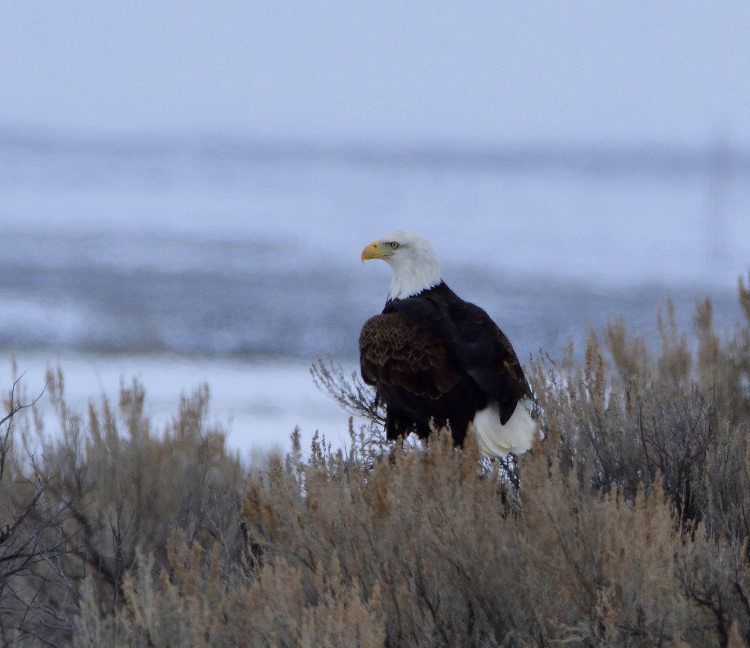 Bald Eagle Camas National Wildlife Refuge.jpg | FWS.gov